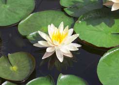 Tranquil Lotus Flower
